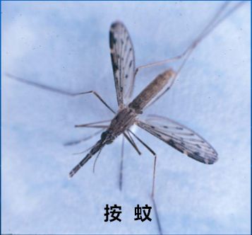 认识蚊子蚊虫是完全变态昆虫,它的生活周期包括卵,幼虫,蛹和成蚊四个