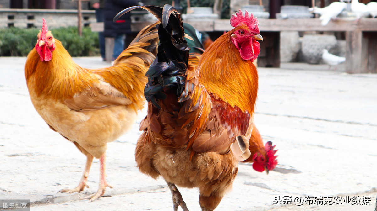 布瑞克农产品周度总结20190531