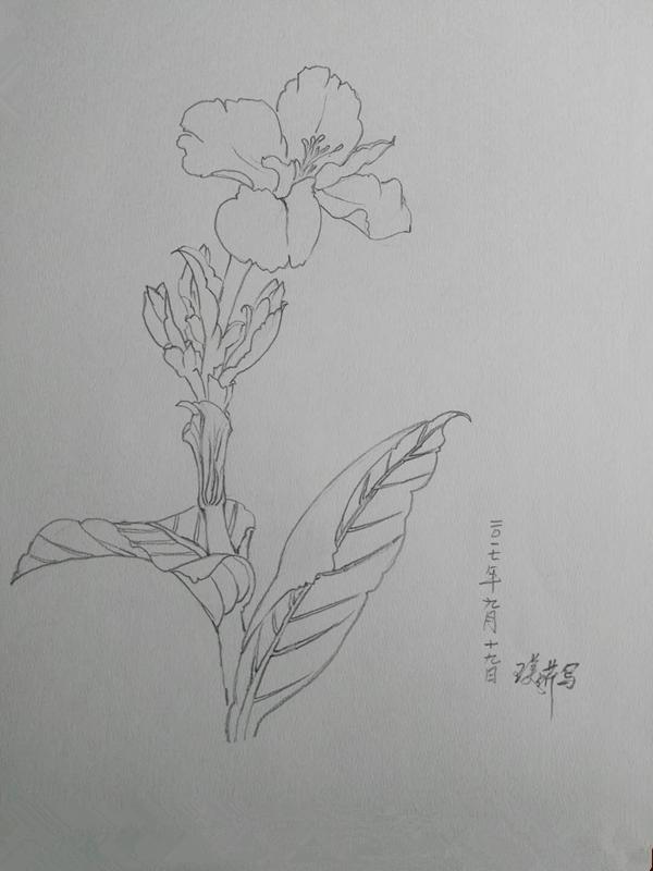 沈阳世博园植物园之恋白描花卉