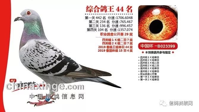 欣赏恒源詹姆士的赛鸽有什么特点