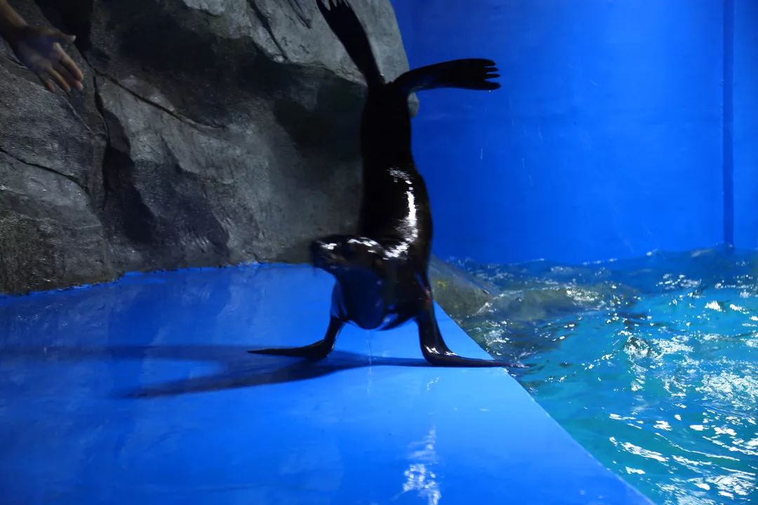 憑藉准考證40元暢玩鄂爾多斯野生動物園(海洋館暫時不參加優惠哦~)