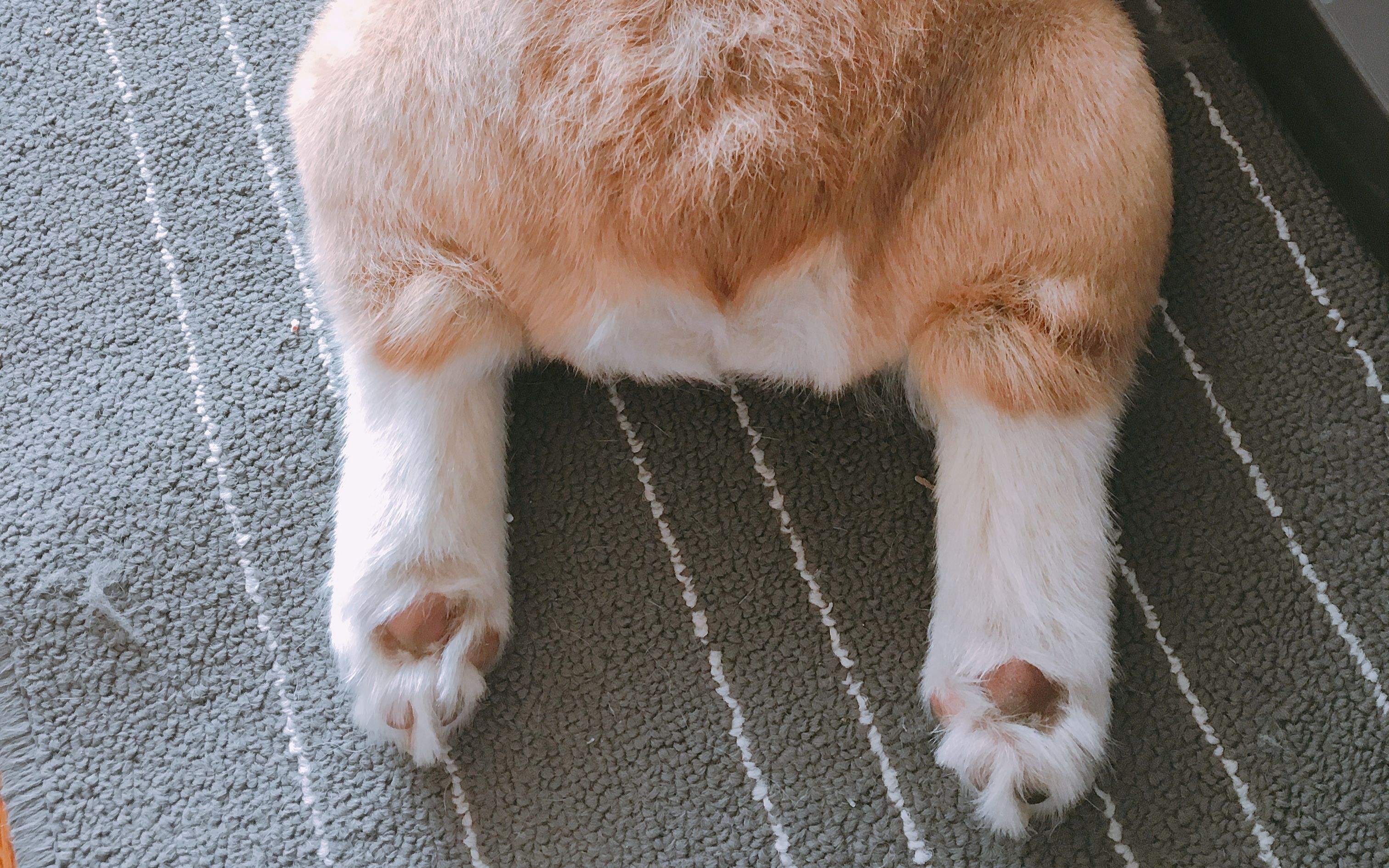 小柯基为什么要断尾是什么原因促使柯基流行断尾的你知道吗