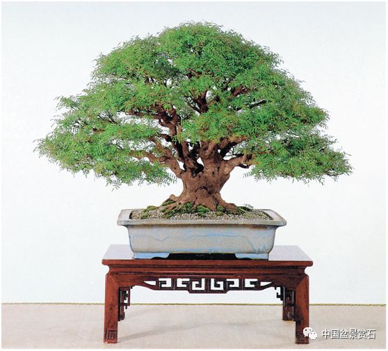 黄连木盆景养护与制作