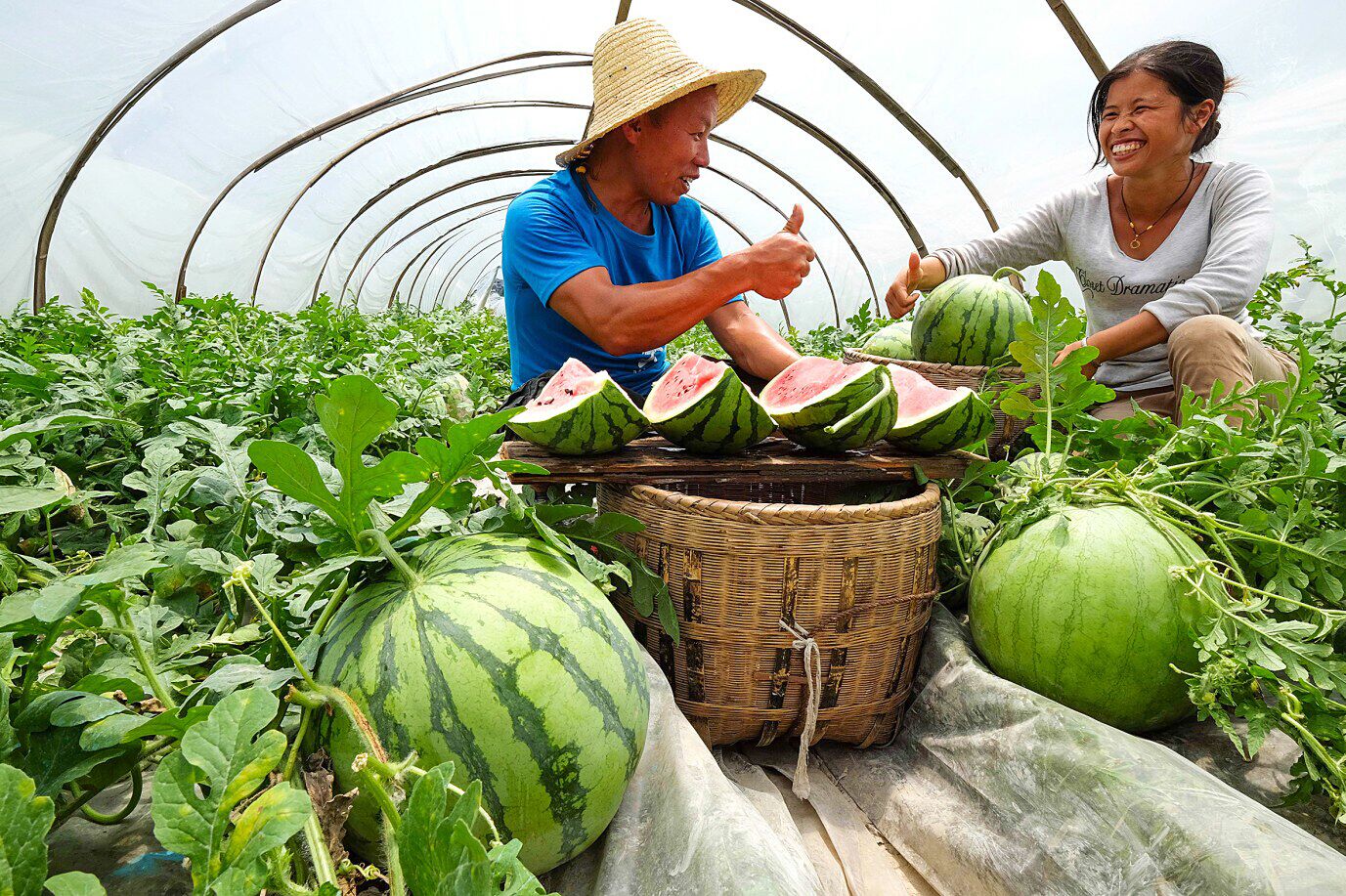 金丝瓜怎么种?其实很简单,都试试吧!_种植