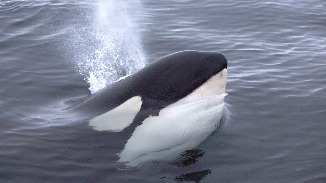 你们能够找到虎鲸的眼睛吗?