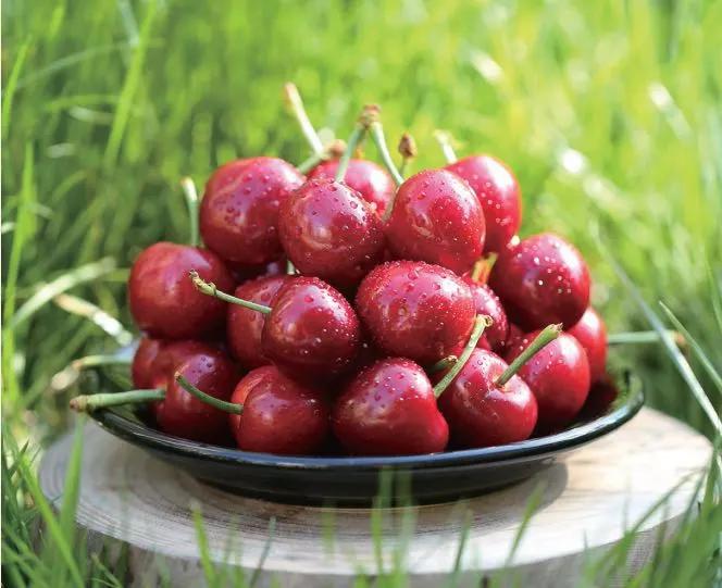 大连旅顺大樱桃成熟啦最全采摘攻略承包你的整个夏天