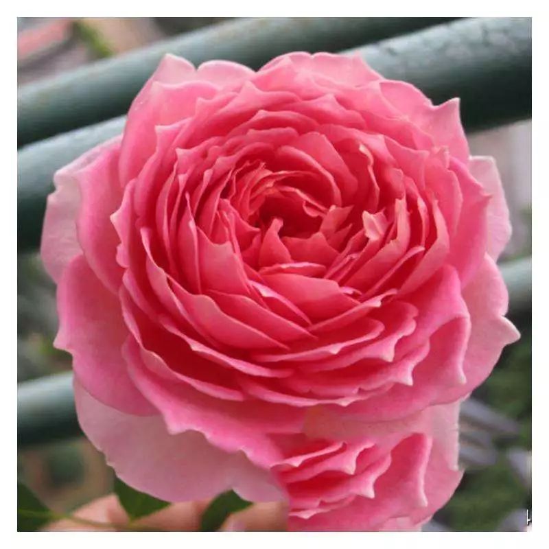 每日一花银禧庆典月季花朵为好看的鲑鱼粉色