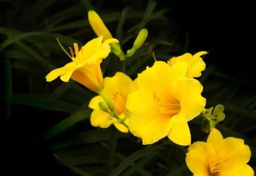 扩散丨河东大道上的萱草花"很委屈",你摘的不是黄花菜!