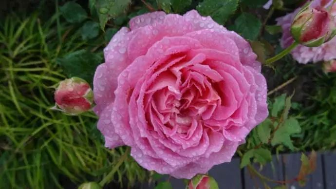 每日一花银禧庆典月季花朵为好看的鲑鱼粉色