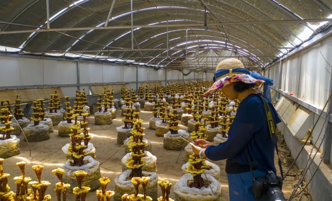 原创冠县第二届灵芝文化节将于6月14日开幕