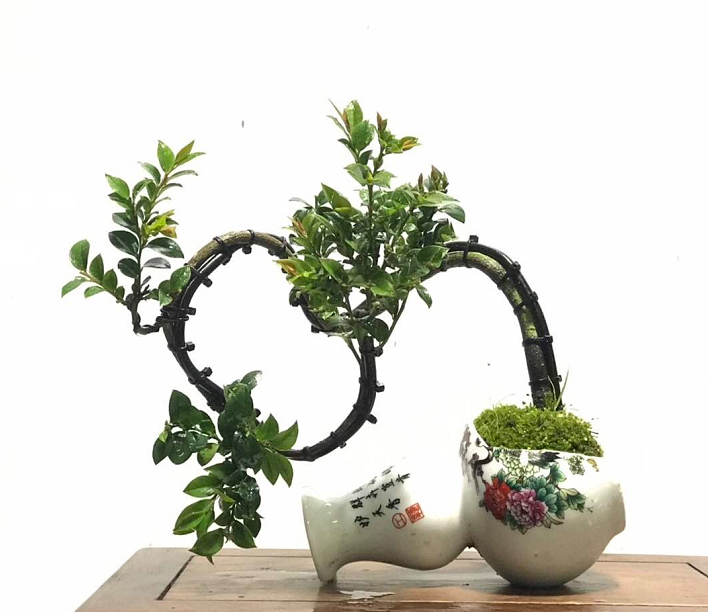 参观农村老桩盆景园,花艺师傅技艺高超,作品准备参加盆景展览会