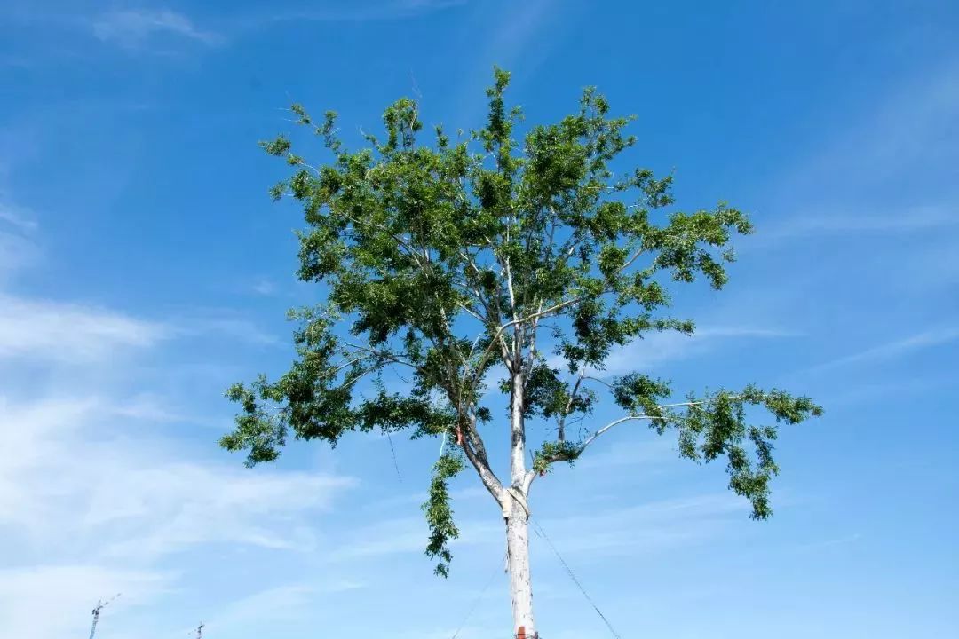 聽說學校的樹木可以認領養護了?_丁香園