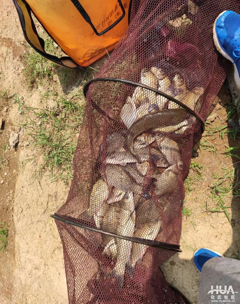 湛卢擒鲫旗舰拿草试用新饵完美上岸