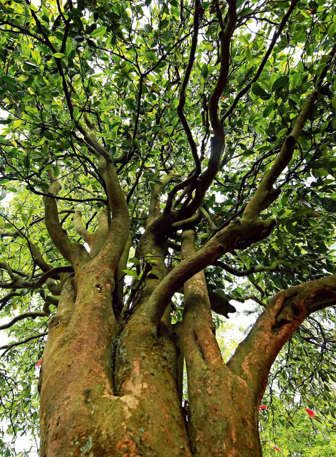 黔西南丨四球古茶与南方茶叶之路_茶树