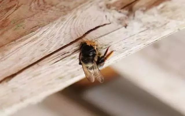 【关注】奇怪蜂子爱钻洞 村民木屋变危房