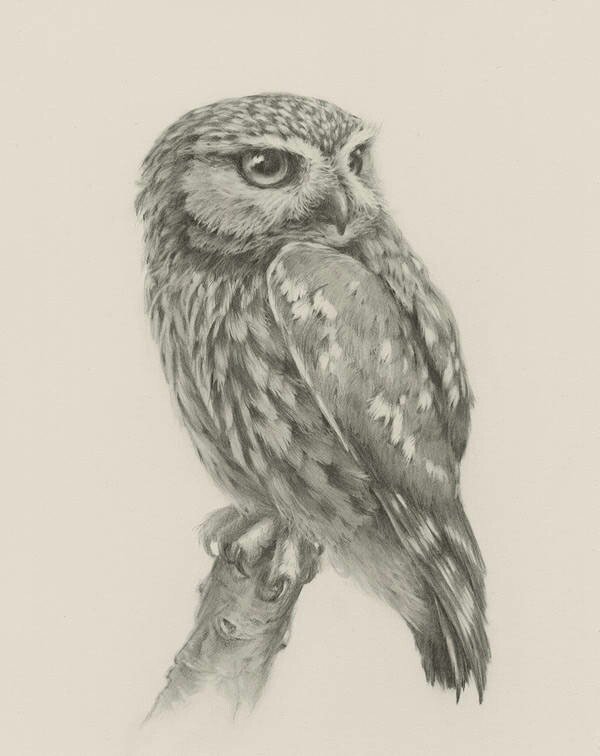 手绘动物插画作品-王氏教育