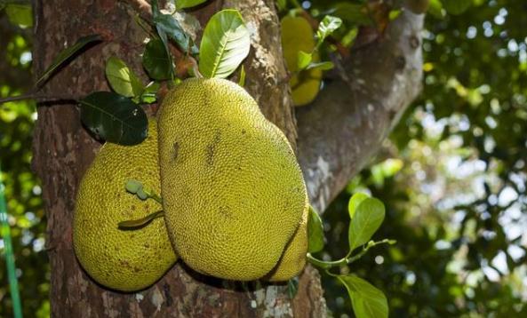 面包果有着粮食植物果之称果实味道和面包非常相似