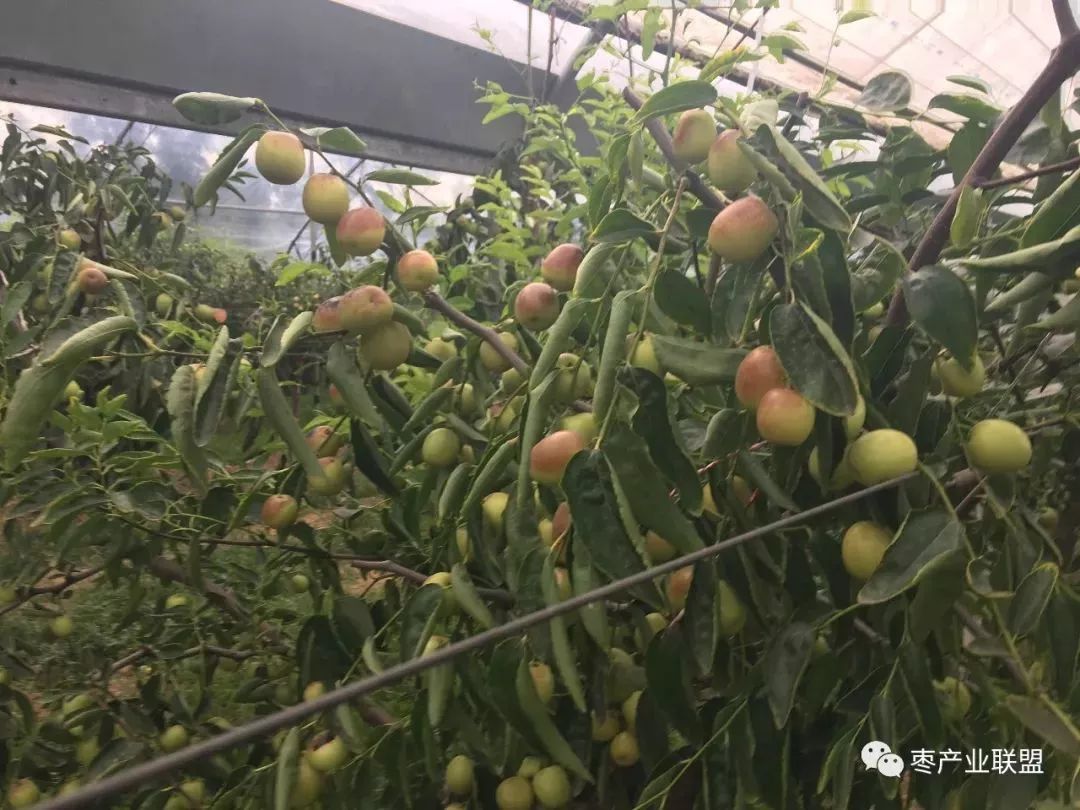 施肥是生长,结果的基本条件,冬枣追肥怎样施