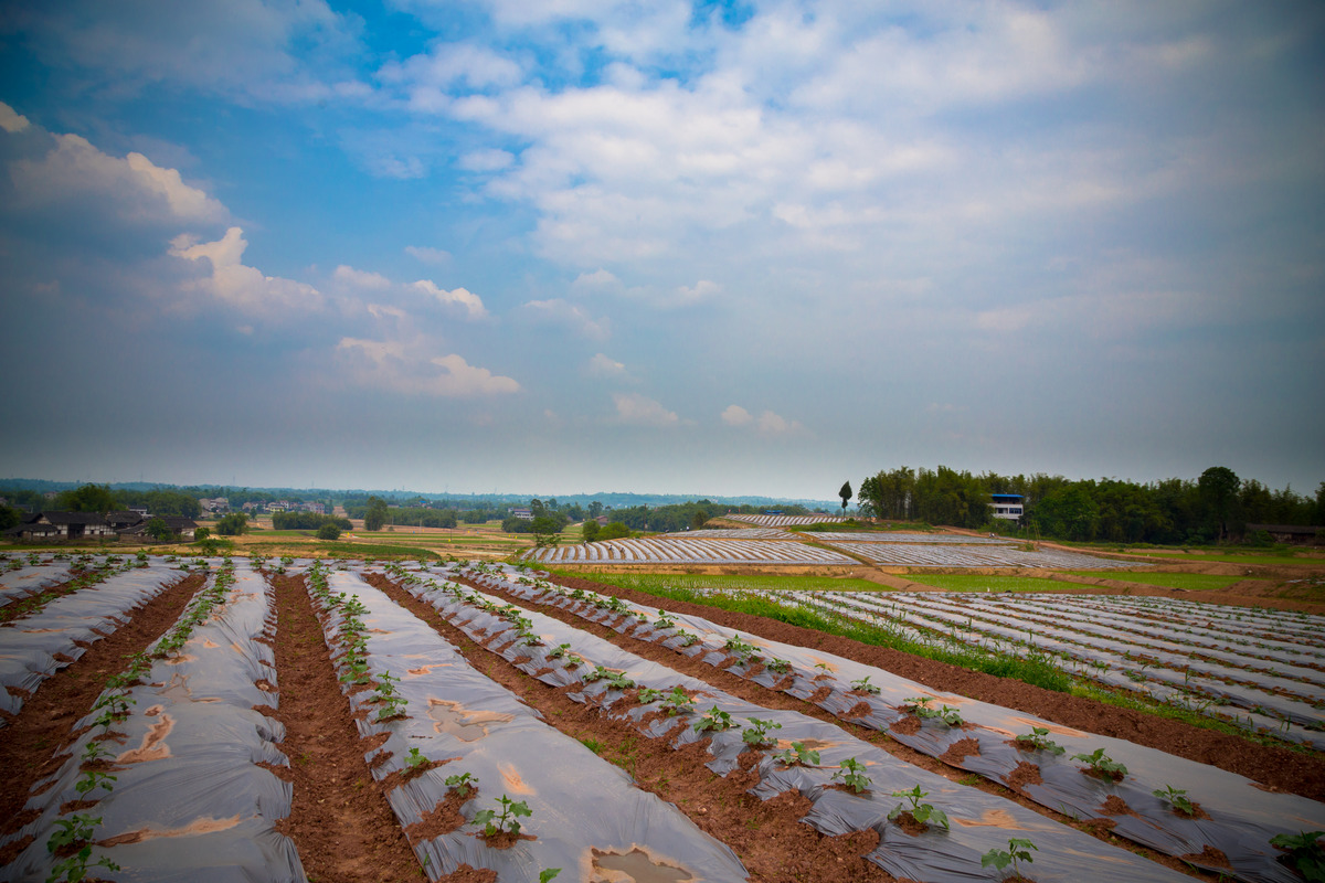 图虫人文摄影大棚蔬菜