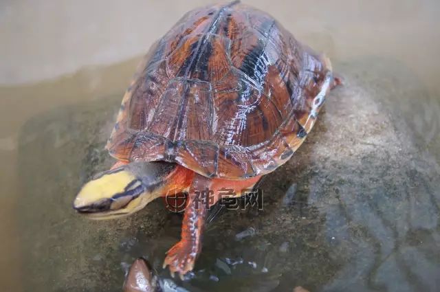 带你认识9种好看、珍稀、名贵的闭壳龟_黄褐色