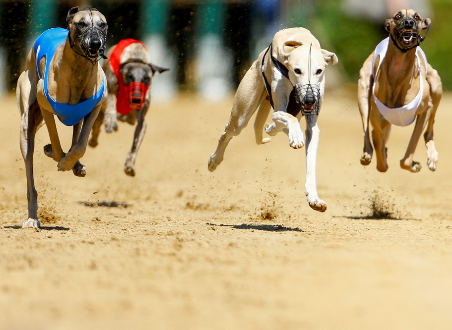德国举办一年一度国际狗狗赛跑