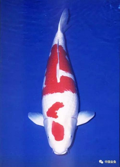 介绍楼兰的文章,它的故事总是令我非常的着迷,以一位锦鲤繁殖者而言