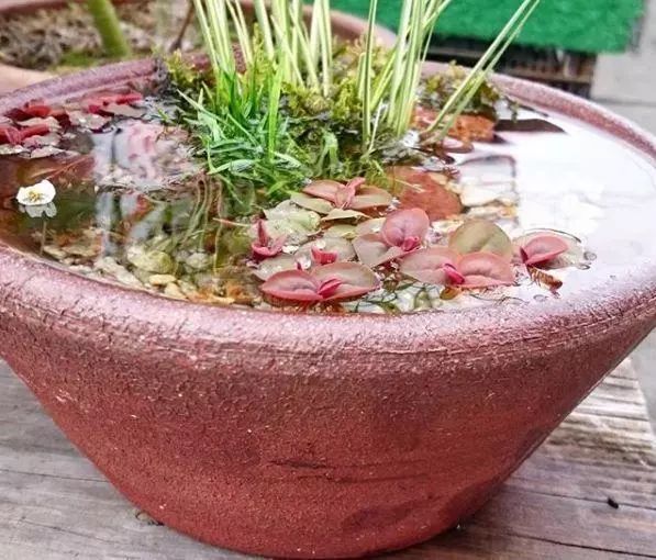 迷你小池塘寸土寸金的年代迷你滴才适合大多数人