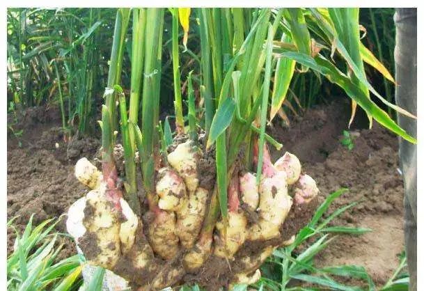 最好的服用时机,别错过!_生姜