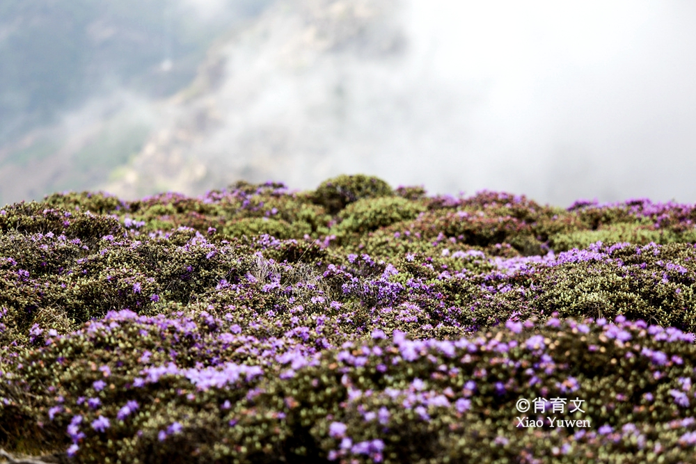原创距昆明150公里的轿子雪山杜鹃汇成花海是极佳的避暑胜地