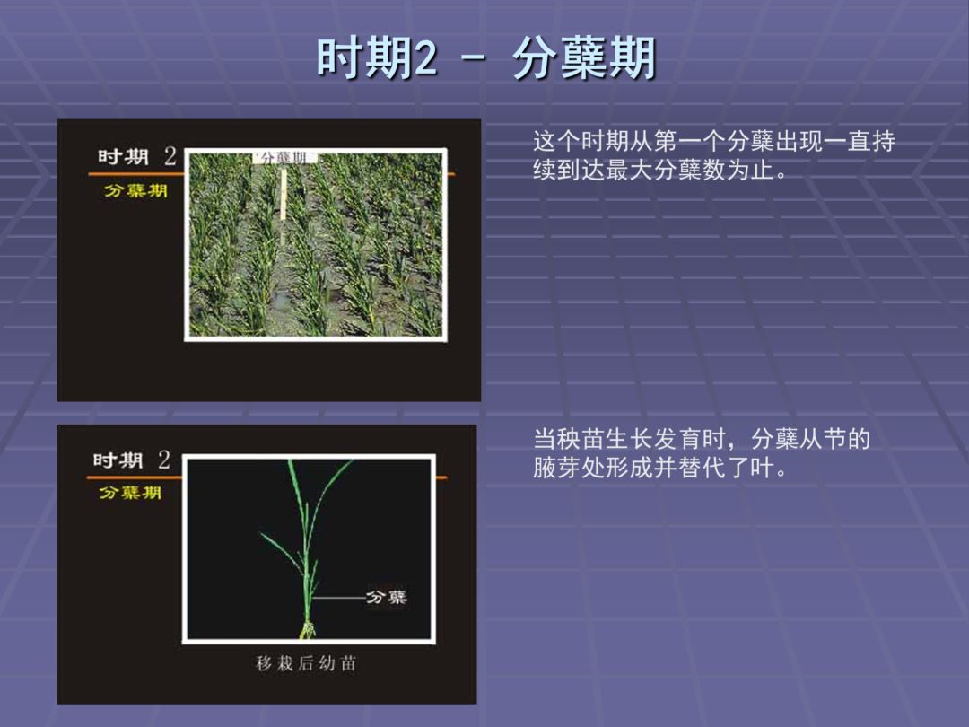 國家水稻研究中心劃分的水稻生育期