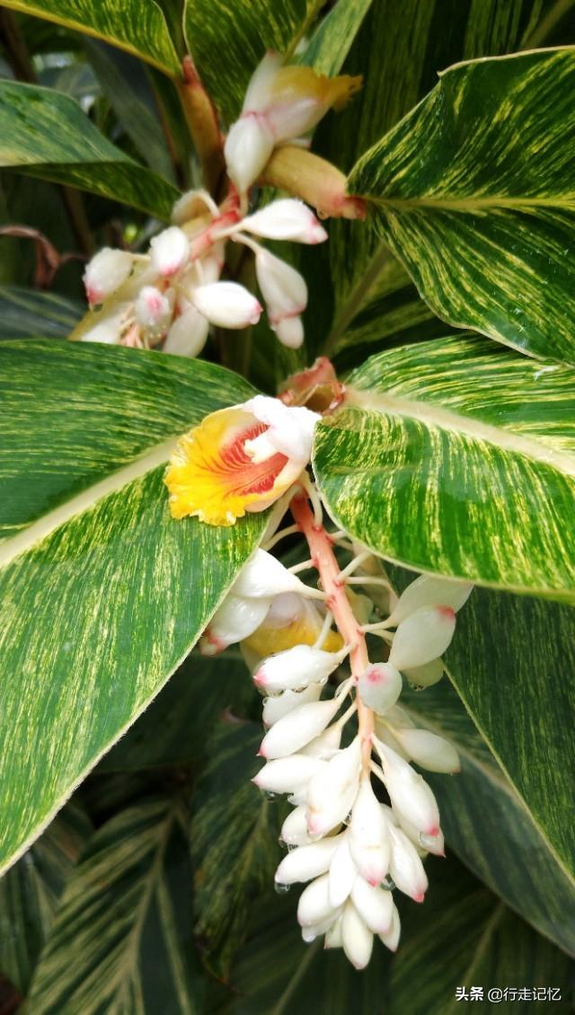 低调高贵静静绽放_砂仁