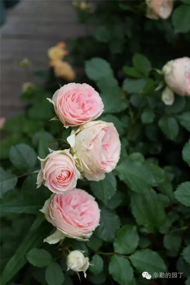 2016月光香榭空中花园