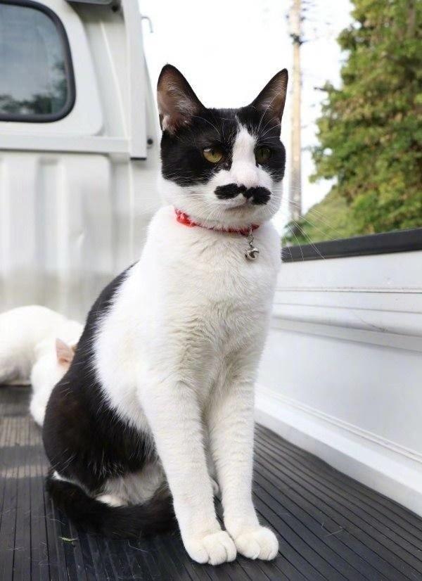 胡子君喵叔的田园生活好惬意嘴上一撮八字胡滑稽可爱令人笑喷