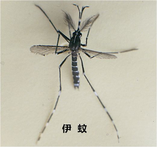 认识蚊子蚊虫是完全变态昆虫,它的生活周期包括卵,幼虫,蛹和成蚊四个