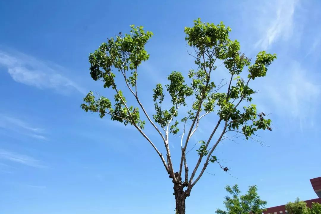 聽說學校的樹木可以認領養護了