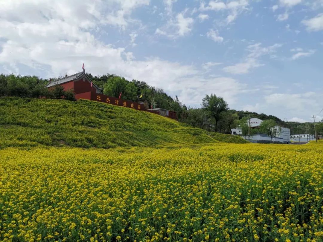 太原西山竟然藏著滿山的油菜花海不收門票哦