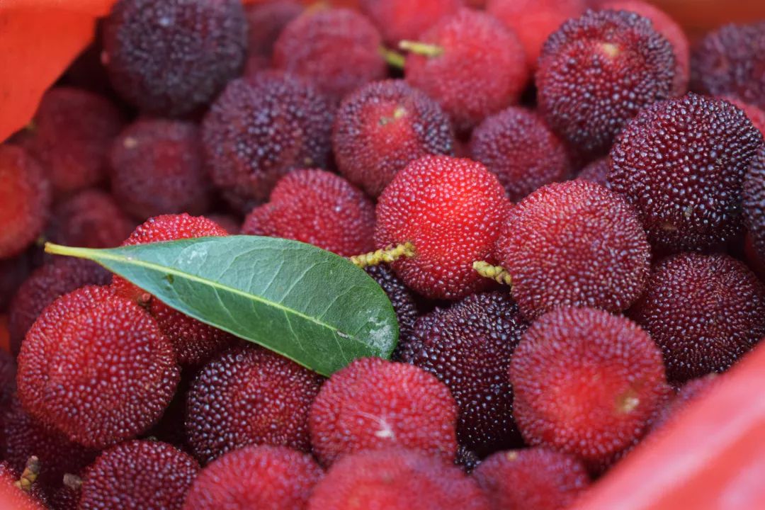 杨梅熟了带孩子到永泰乡村浅尝初夏清甜的味道