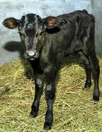 历史上的今天美籍华人杨向中首例非生殖细胞克隆牛成功1999610