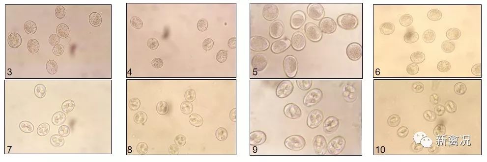 鸡球虫卵囊图片