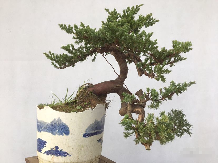 原创到花木盆景市场拍摄也能欣赏到精美的老桩盆景看看造型如何