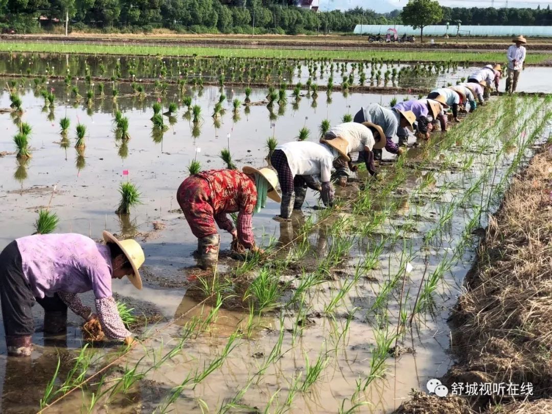 实拍舒城农村插秧忙劳动是乡村最美的风景
