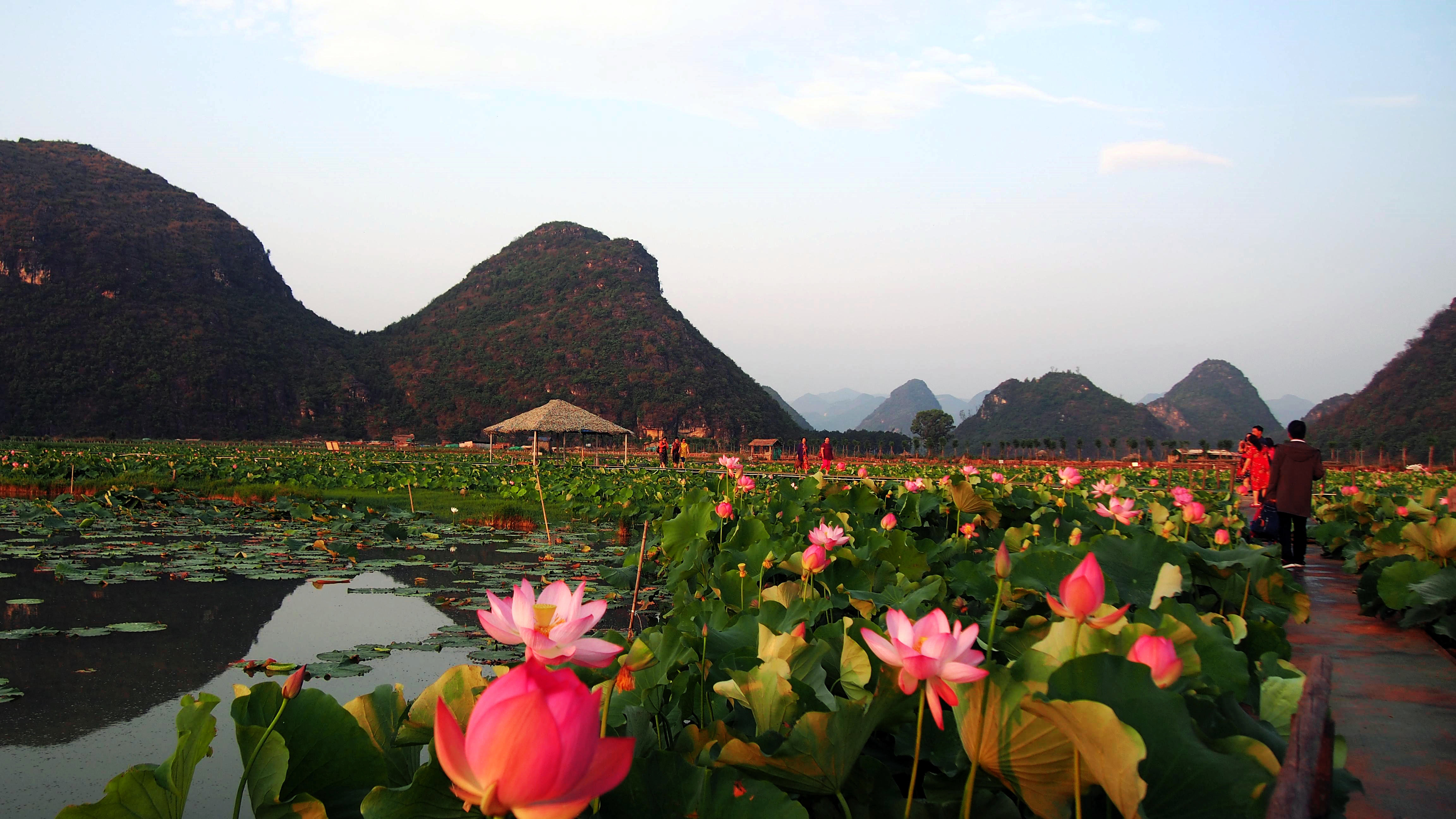 荷花山水花草风景图片图片