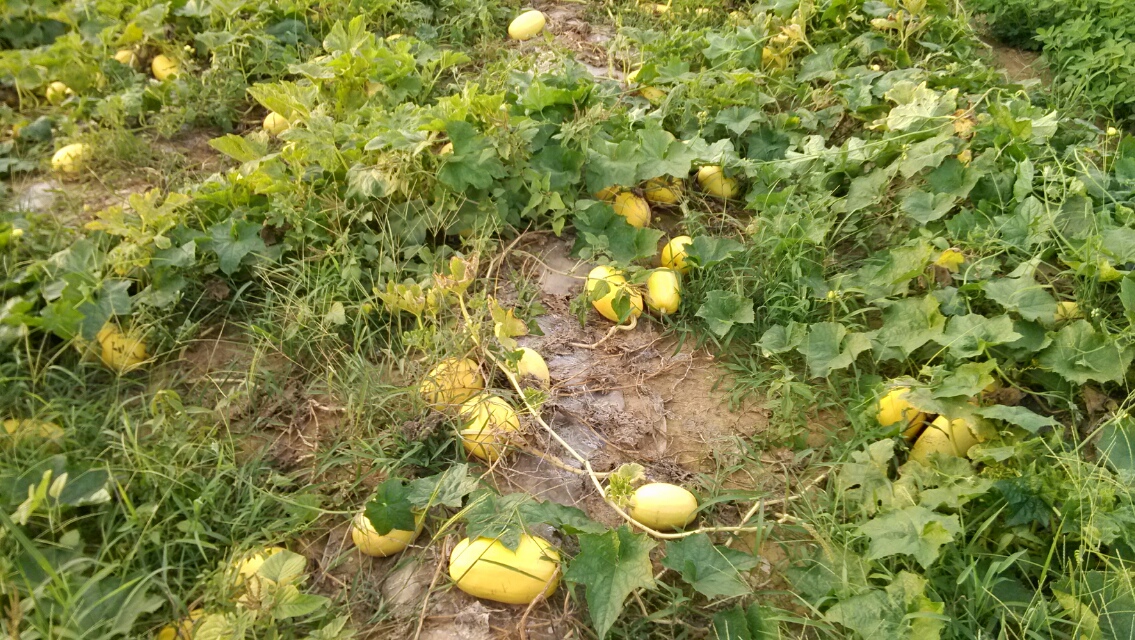 金丝瓜怎么种其实很简单都试试吧