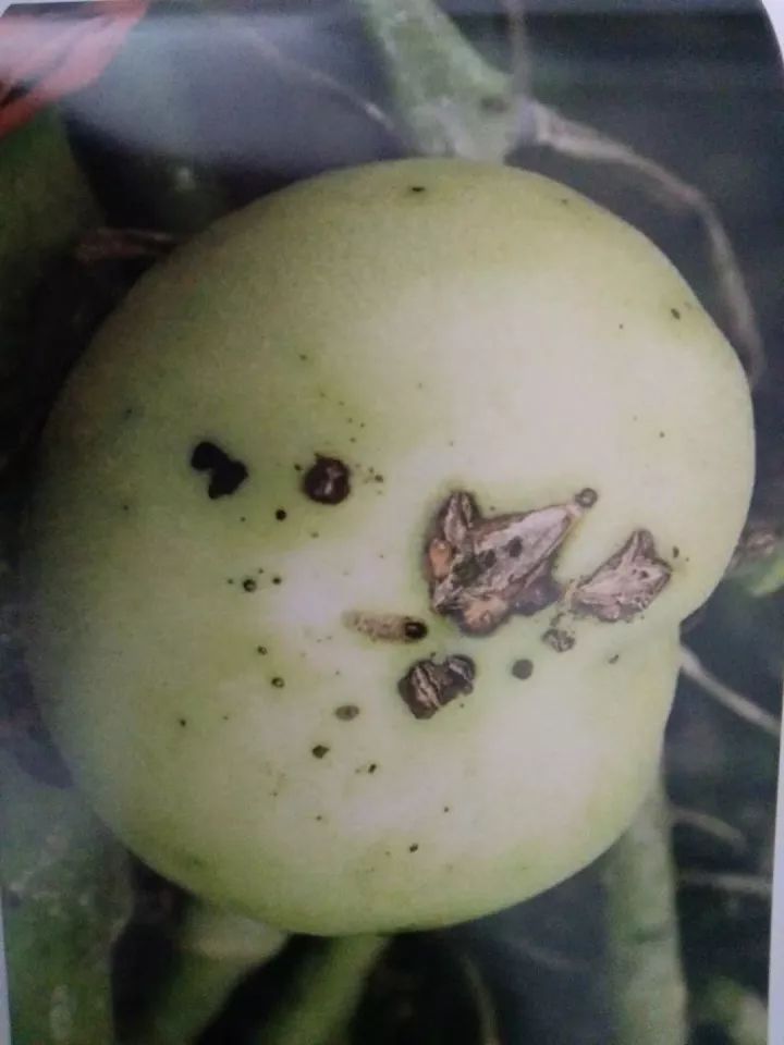 西红柿芝麻斑病图片图片