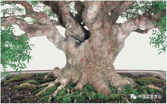 黄连木盆景养护与制作