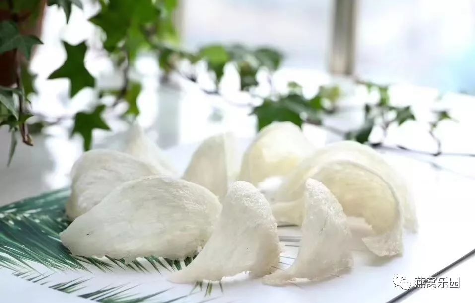 实拍燕子筑巢过程金丝燕口中吐出来的巢窝