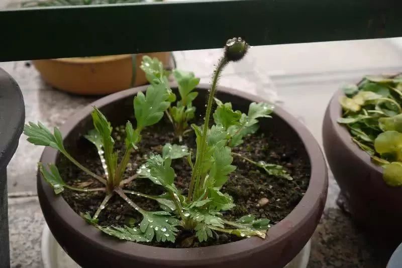 古蔺"好吃嘴"好吃这个"菜,种了776株,刑拘!_罂粟