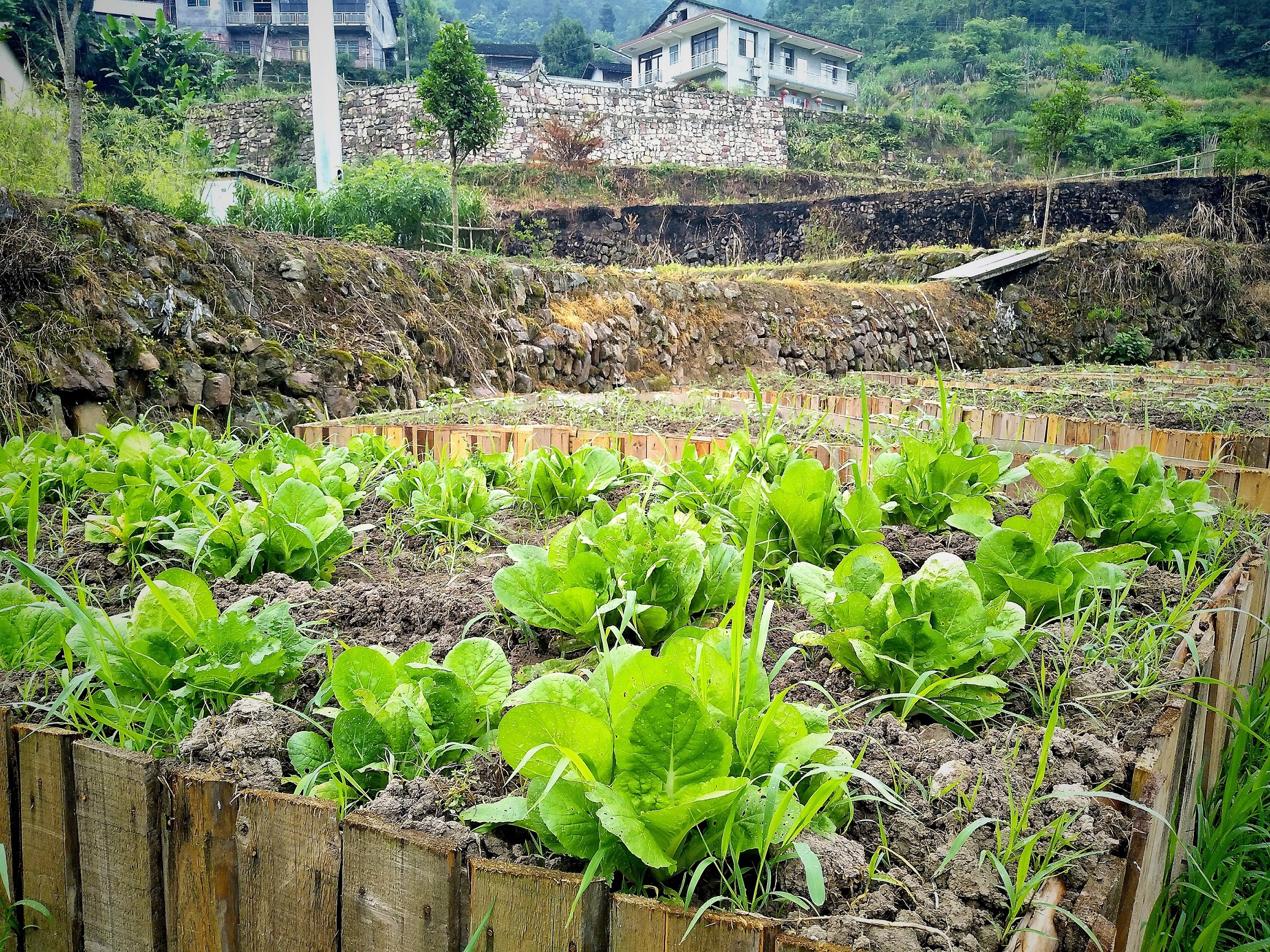 回家的孩子野奢庄园丨仲夏的生态菜园一片丰收的喜悦