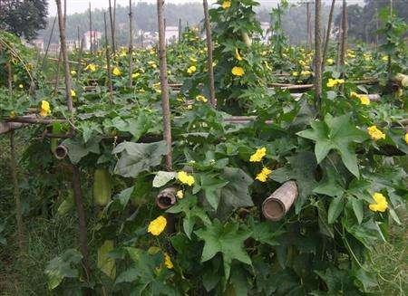 原創農村菜園子種植絲瓜要不要進行打頂呢老農說要看情況為啥