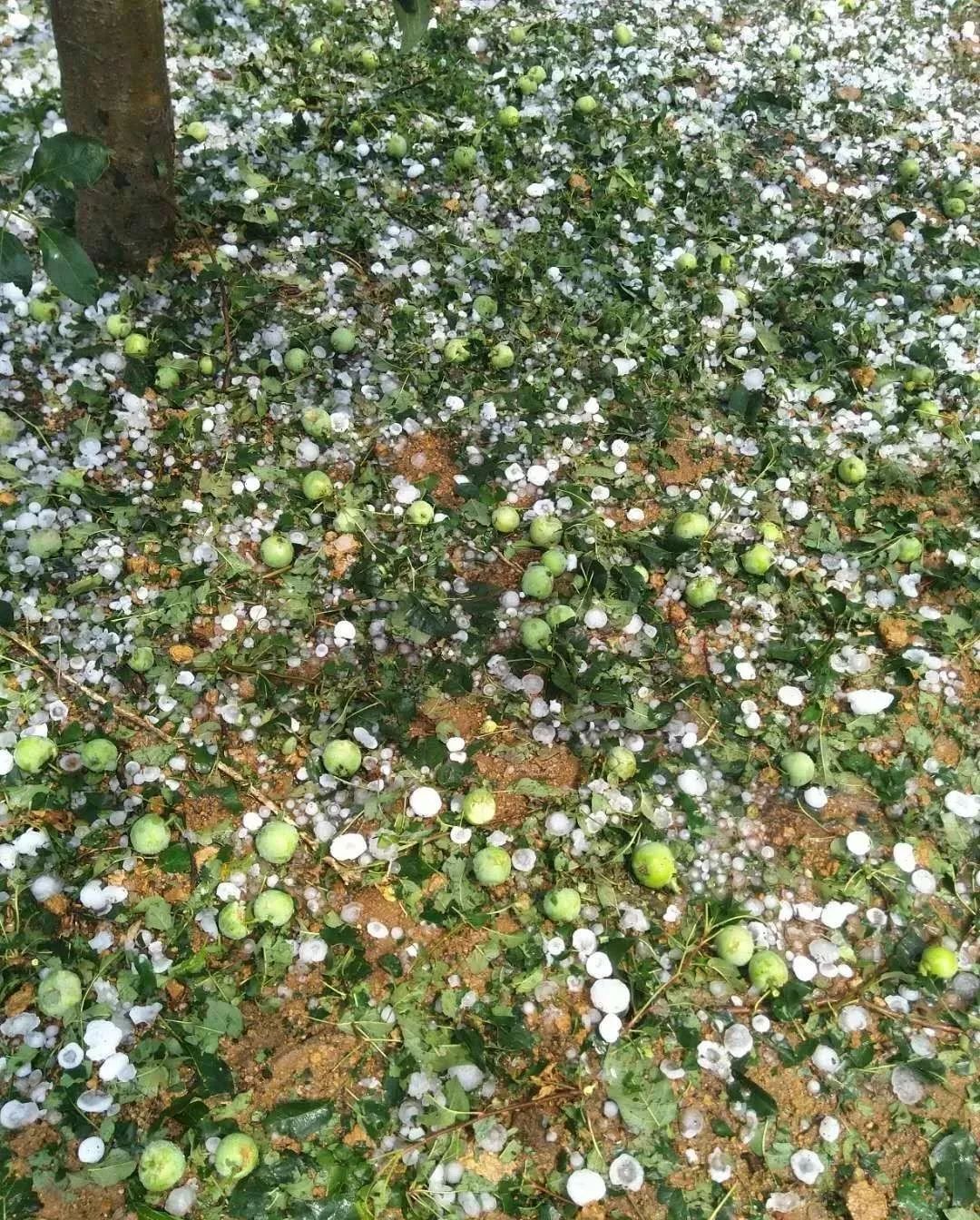 被砸落的杏庄稼遭到破坏受袭击的花生被砸得西瓜鸡蛋一样大的冰雹另外